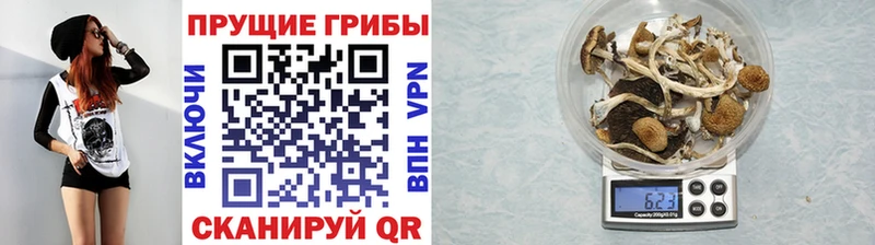 Псилоцибиновые грибы GOLDEN TEACHER  Вышний Волочёк 